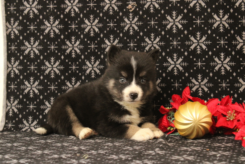puppy, for, sale, Pomsky, Matthew B. Stoltzfus, dog, breeder, Gap, PA, dog-breeder, puppy-for-sale, forsale, nearby, find, puppyfind, locator, puppylocator, aca